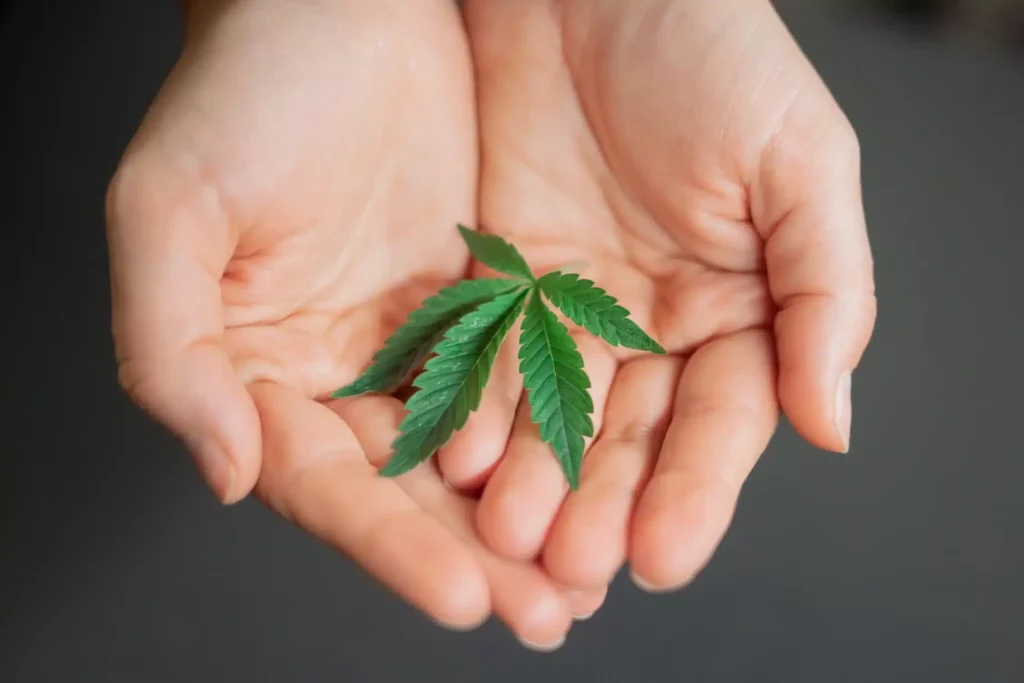 marijuana leaf in hands