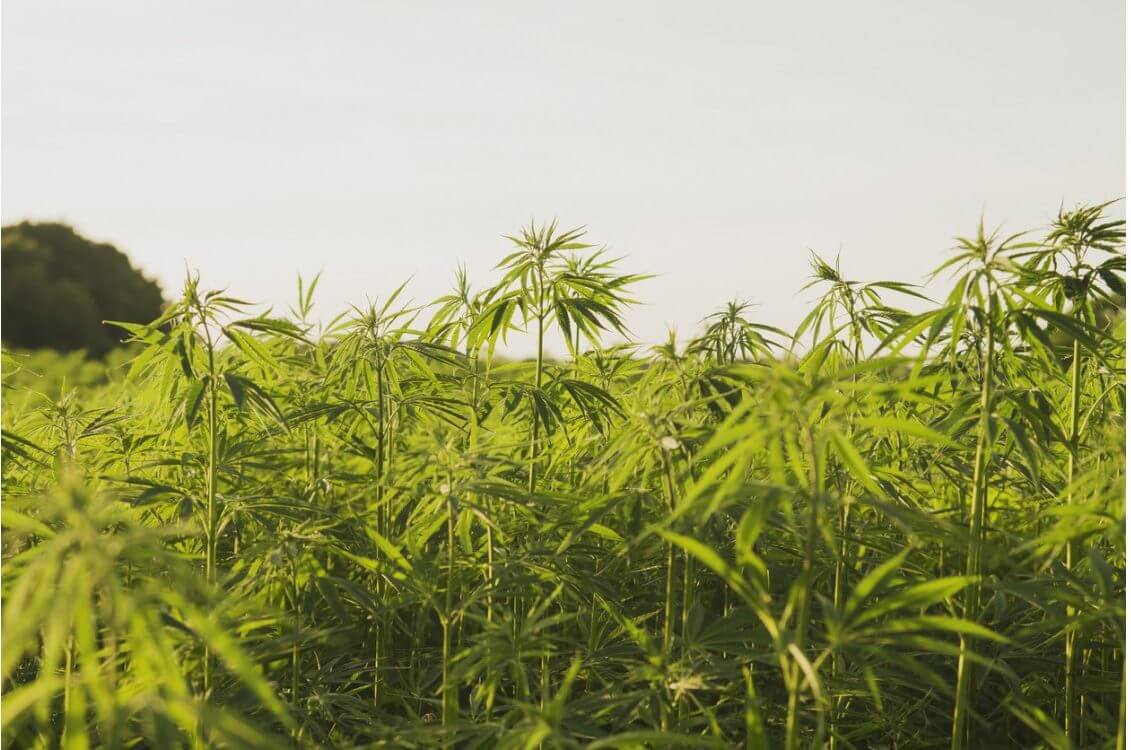 Can You Grow Hemp In The UK? | Canavape