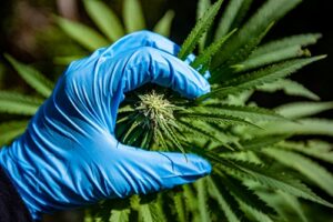 eine Marihuanapflanze mit blauer behandschuhter Hand
