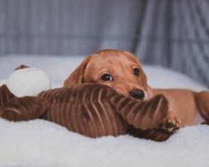 En hundehvalp på en seng