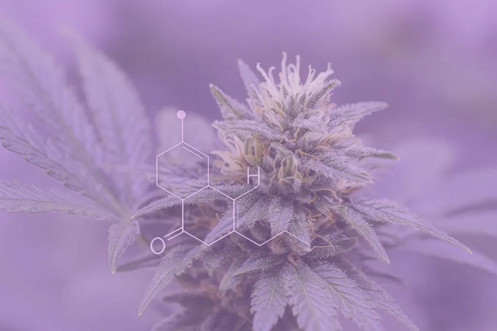 Understanding Terpenes Nature's Hidden Aromatic Compounds
