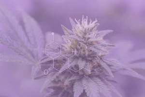 Understanding Terpenes Nature's Hidden Aromatic Compounds