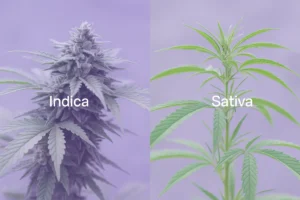 Compreender os conceitos básicos Indica Sativa Explicado