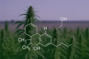 Rzeczywista różnica między czystym płynem do e-papierosów CBD a aromatyzowanymi płynami CBD w Wielkiej Brytanii