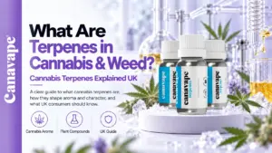What Are Terpenes in Cannabis & Weed?